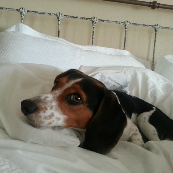 Meet your Posher, Charlotte - Picture 2 of 2